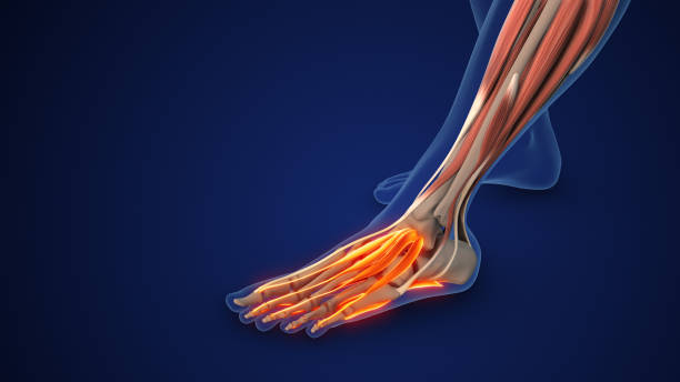 istock Plantar Fascia Providing Arch Support in Feet 2186937650