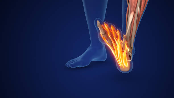 istock Plantar Fascia Providing Arch Support in Feet 2186937651