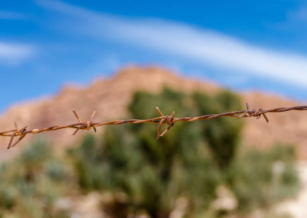 Barbed wire and wire netting fence in garden with trees and sky background