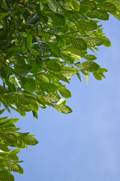 istock Leaves of the jackfruit tree with the blue sky 2186939018