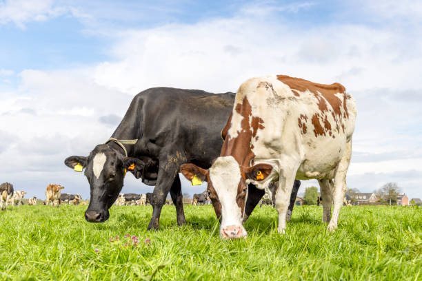 istock Two cows grazing authentic side by side in a field, multi color diversity  in a green field, blue sky 2186939769