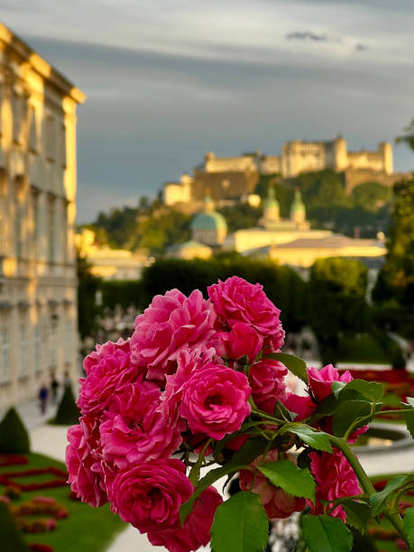 istock Roses in Salzburg 2186942185