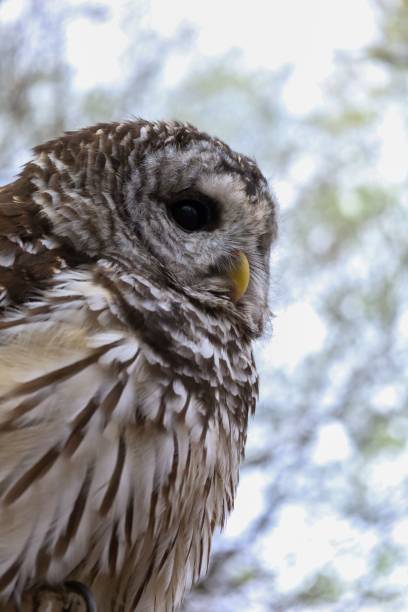 istock Cute Barred Owl in Focus 2186944130