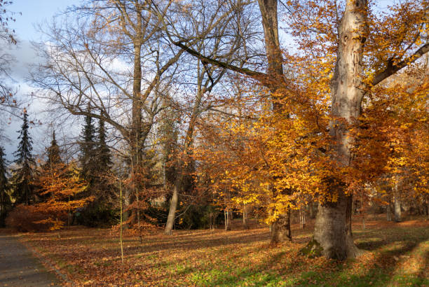 istock beautiful autumn park in sunny day 2186944846
