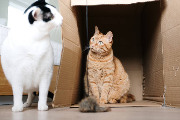 istock Cats at home with a cardboard box 2186945666