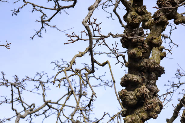 istock Close-up view of a dry tree silhouetted against a clear blue sky 2186945876