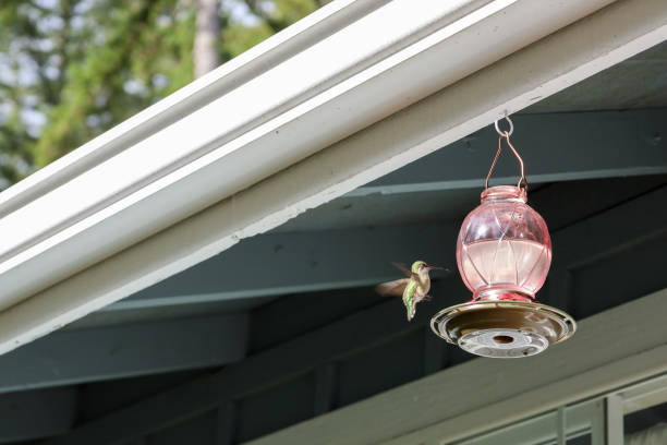 istock Hummingbird in flight near a bird feeder with a blurred background 2186945886