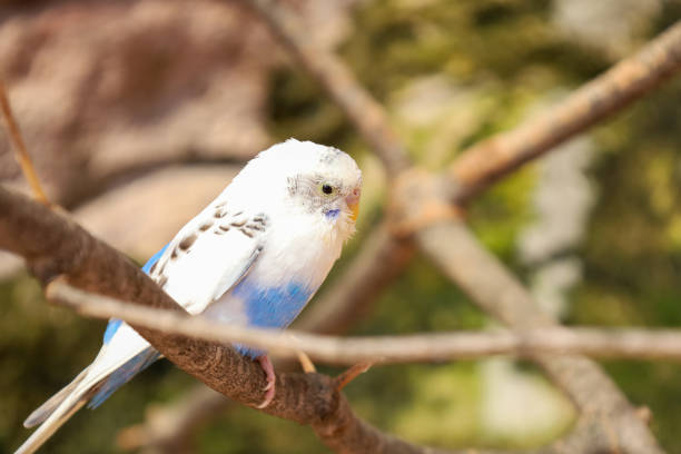 A close-up of a white and blue parakeet perched on a tree branch