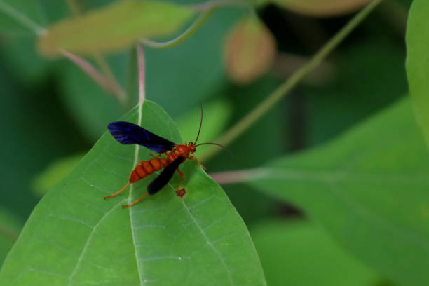 A close-up of a Rusty Spider Wasp perched on a green leaf