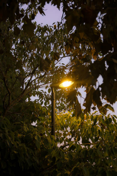 istock Street lamp glow through twilight foliage. 2186946520