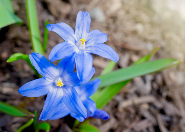 Glory-of-the-Snow in blossom