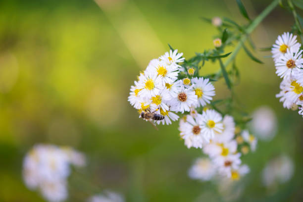 istock Symphyotrichum lanceolatum, autumn flowers and a bee 2186946684