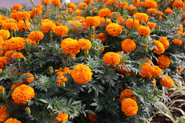 istock Flowers for you 2186946875