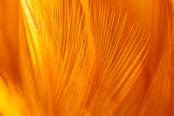 Macro orange feather,orange feather pigeon macro photo. texture or background,Macro brown feather background,macro photo of brown hen feathers.