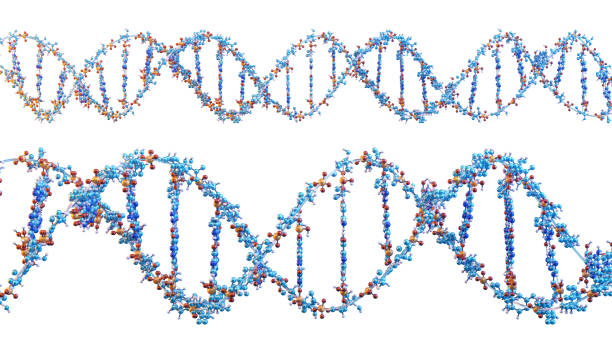 istock Human DNA double helix molecular structure composed of nucleotides: sugar, phosphates, hydrogen bonds between nitrogenous bases 2186951106