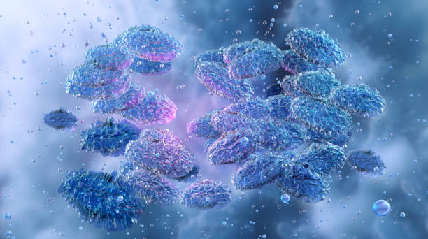 istock Yersinia bacteria, gram-negative rod-like coccobacilli. 2186951514