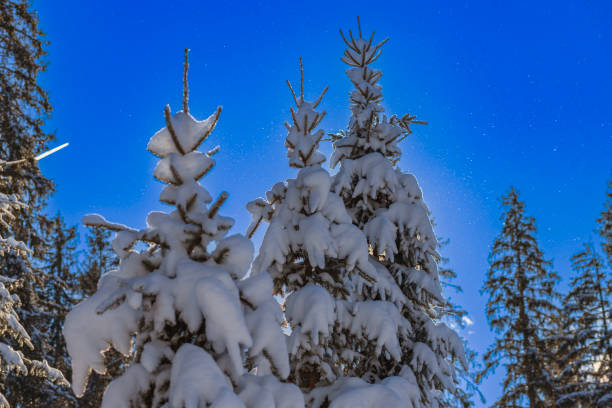 Forests in winter in the Fanes-Sennes-Braies Natural Park in South Tyrol, Italian Dolomites. The Italian Dolomites are a UNESCO World Heritage Site.