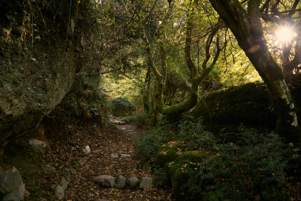 istock Meteora hiking trail in the forest, Greece 2186952396