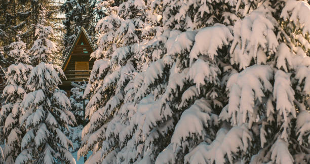 istock Cozy Cabin Nestled Among Snow-Covered Pine Trees in Winter Forest 2186952461