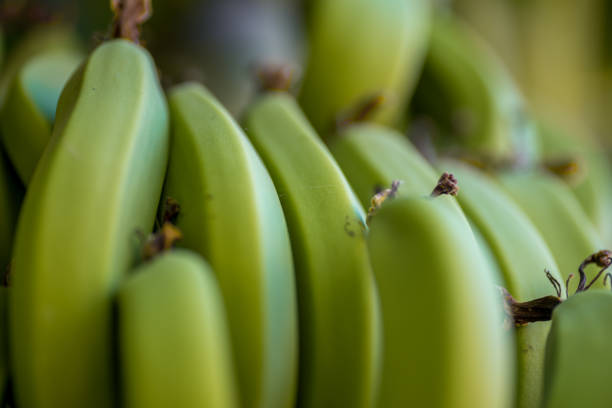 A gift of nature from the heart of Colombia: delicious green bananas
