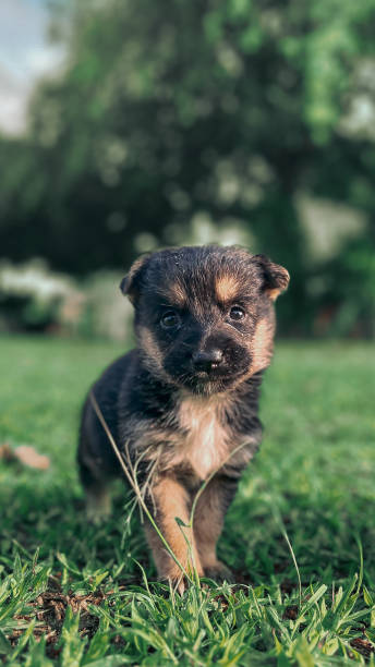 istock Playful Puppy in Nature’s Embrace 2186953199