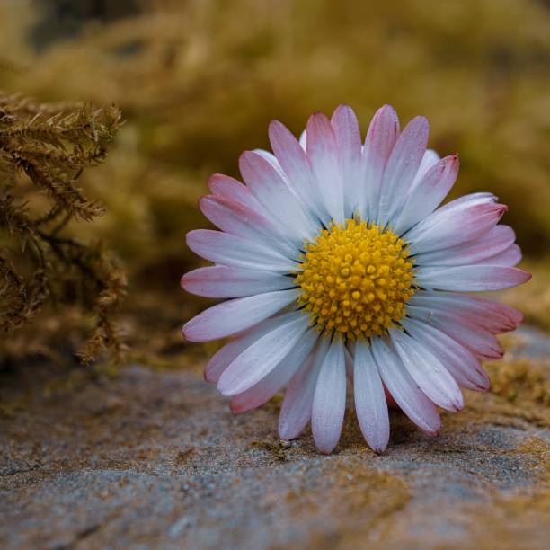beautiful daisy flower in the garden in springtime