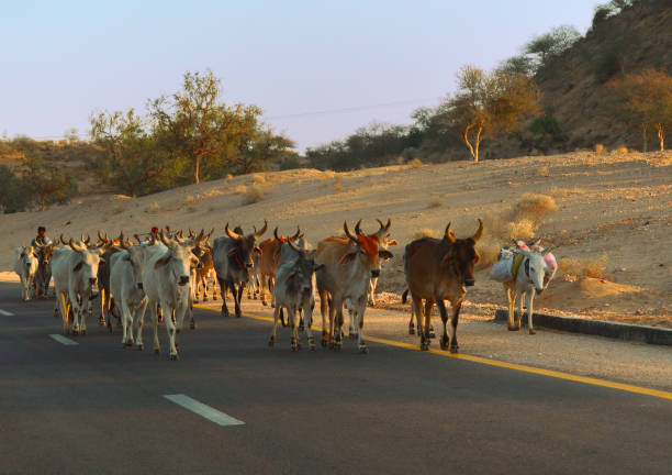 haryanvi is an Indian breed of cow native to North India, specially in the state of Haryana. They produce about 10 to 15 litres of milk a day