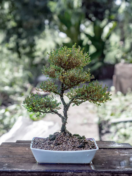 istock Phyllodium pulchellum in ceramic pots used to create bonsai. 2186953872