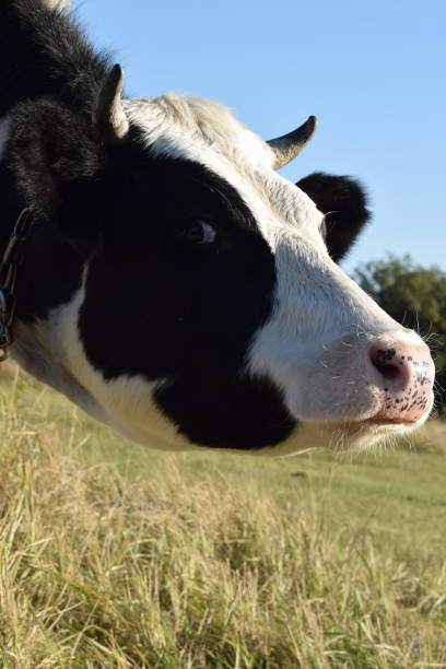 istock A cow at the meadow 2186954077