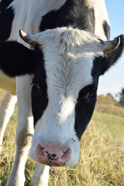 istock A cow at the meadow 2186954223