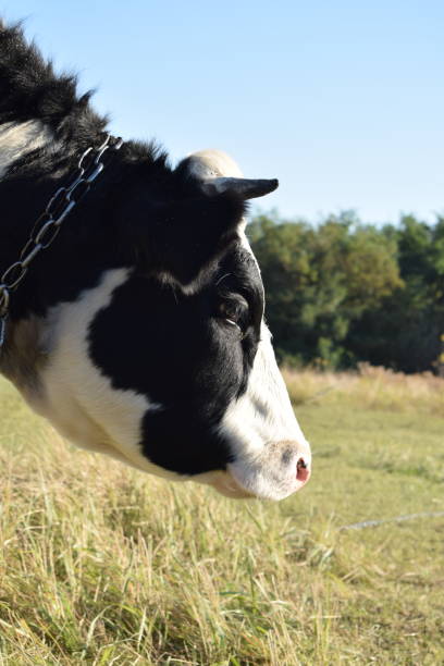 A serene cow grazes peacefully in a lush meadow under the bright sun on a warm day outdoors. The idyllic rural landscape captures the essence of simplicity and harmony in nature's beauty