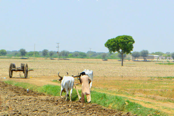 Farmer ploughing in the field , in the hot summer days, in Pakistan