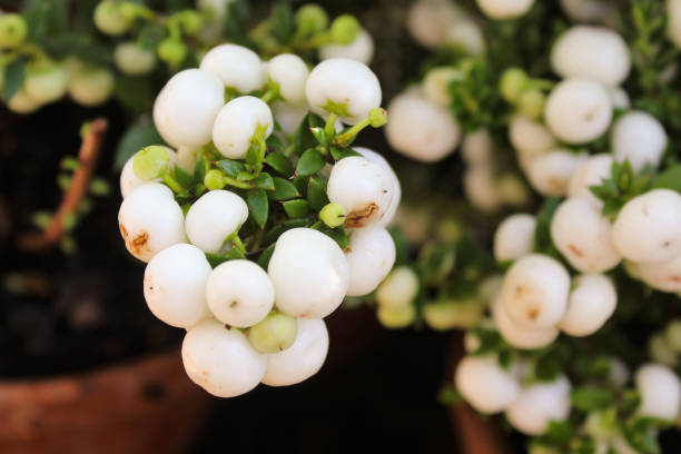 istock snizhnoyagodnik bush 2186954406