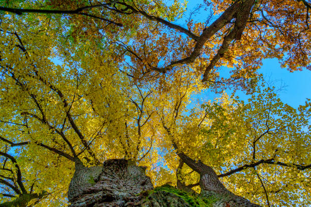 Oak (Quercus) in autumn, low angle shot, Bavaria, Germany, Europe