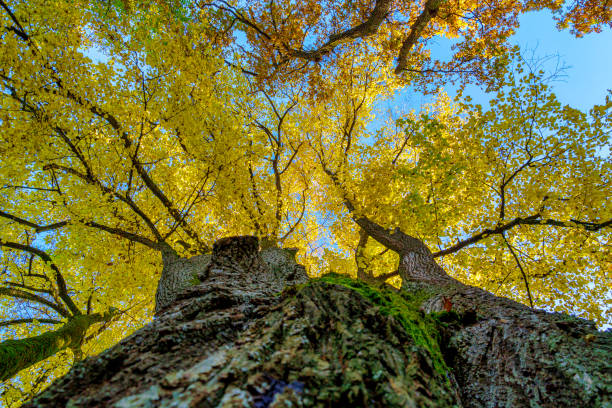 Oak (Quercus) in autumn, low angle shot, Bavaria, Germany, Europe