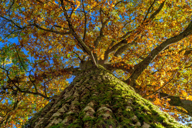 Oak (Quercus) in autumn, low angle shot, Bavaria, Germany, Europe