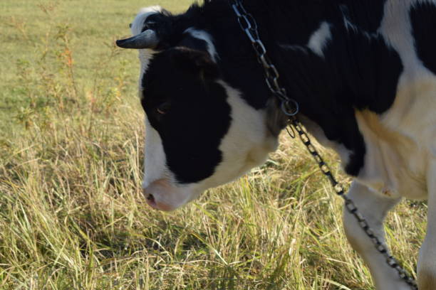 A serene cow grazes peacefully in a lush meadow under the bright sun on a warm day outdoors. The idyllic rural landscape captures the essence of simplicity and harmony in nature's beauty
