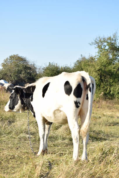 A serene cow grazes peacefully in a lush meadow under the bright sun on a warm day outdoors. The idyllic rural landscape captures the essence of simplicity and harmony in nature's beauty