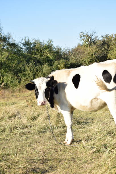 Cheese production in Italy, small scale