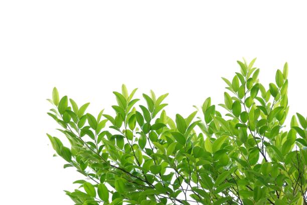 istock A Tropical plant with leaves branches on white isolated background 2186956944