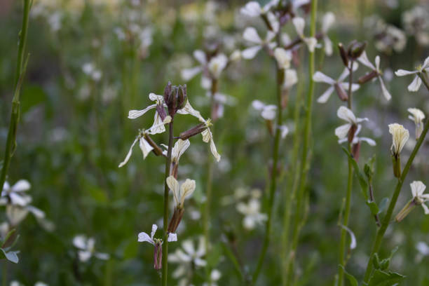 Detail of flowering arugula in the organic garden