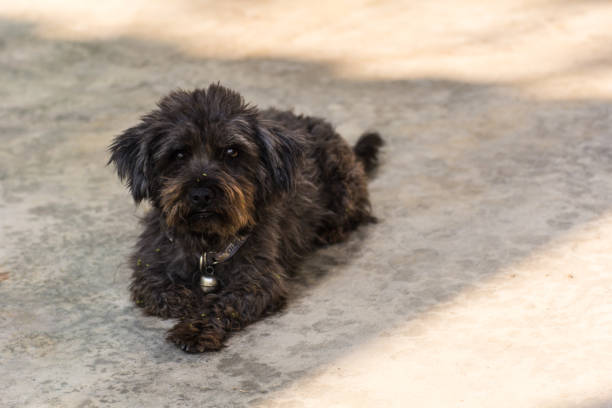 thai black stray dog on street