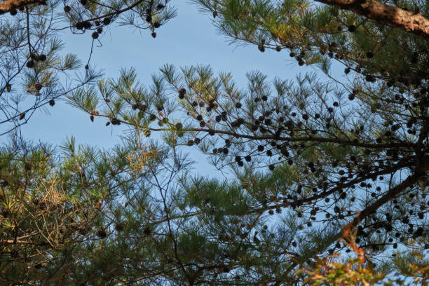 istock Lots of pine cones 2186958012