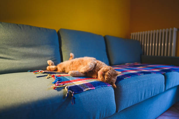 A ginger cat rests its head on a couch, looking relaxed and content as it basks in the warmth of the indoor environment, showcasing a tranquil afternoon.