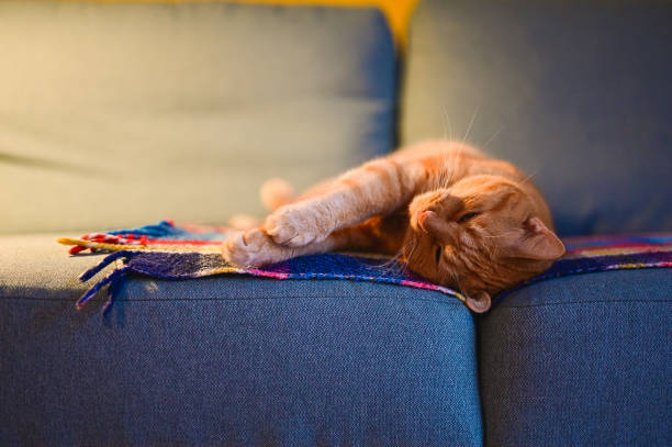 istock Portrait of ginger cat on sofa. 2186959155