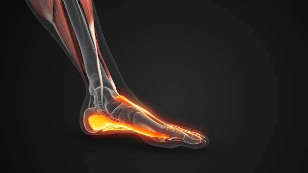 istock Plantar Fascia Band Supporting Foot Arch Stability 2186959870