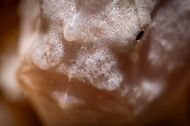 The white frogfish head is one of the most distinctive features of this fascinating creature, commonly spotted around Mabul Island, Malaysia. Known for its unique, almost comical appearance, the frogfish has a bulbous, wide head and a large, flat body that allows it to blend effortlessly into its surroundings. The head is especially intriguing due to its specialized lure, a fleshy appendage called an esca, located on top of its head. This lure mimics the movement of small prey, such as shrimp or small fish, which the frogfish uses to attract its food.\n\nMabul’s clear, nutrient-rich waters and diverse coral reefs offer the perfect environment for frogfish, though they are often difficult to spot due to their incredible camouflage. The white color of some frogfish allows them to blend in seamlessly with lighter-colored corals and sponges, making them a challenge to find, even for experienced divers.\n\nEncounters with a white frogfish at Mabul are memorable, as they are slow-moving, ambush predators, relying on stealth rather than speed to capture prey. Their strange, endearing head and slow, deliberate movements make them a favorite subject for underwater photographers and a fascinating highlight of any dive around Mabul Island.