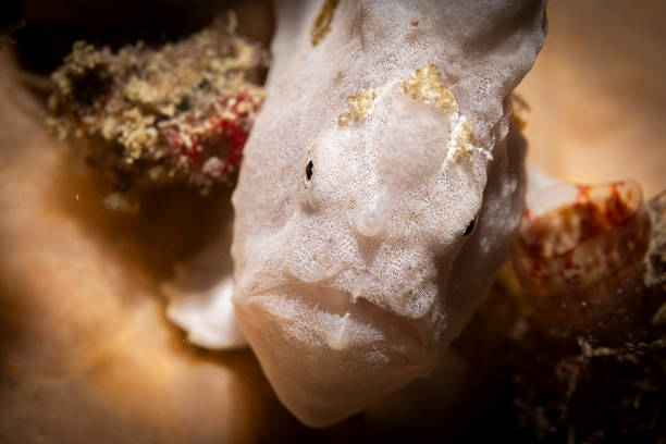 White froggies, or white frogfishes, are a fascinating and elusive species commonly found around Mabul Island, Malaysia. These small, anglerfish-like creatures are known for their unique, comical appearance, with large, bulbous heads and broad, flattened bodies. Their white color helps them blend seamlessly into their surroundings, often hiding among corals, sponges, or algae. This camouflage, combined with their ability to shift hues, makes them challenging to spot even for experienced divers.\n\nOne of the most intriguing features of white frogfishes is their esca, a specialized lure on their heads. This fleshy appendage mimics the movement of small prey, attracting fish or shrimp within striking distance. Once prey is near, the frogfish ambushes it with incredible speed and precision, despite their slow-moving nature.\n\nMabul Island’s clear waters and vibrant coral reefs provide the perfect habitat for these stealthy predators. They are masters of disguise, often blending into the reef and requiring keen eyes to find. Encountering a white froggie during a dive is a thrilling experience, offering a glimpse into the incredible biodiversity of the island’s marine life. For divers, spotting a white frogfish is a highlight of exploring the underwater world of Mabul, showcasing the unique and often hidden wonders of the ocean.