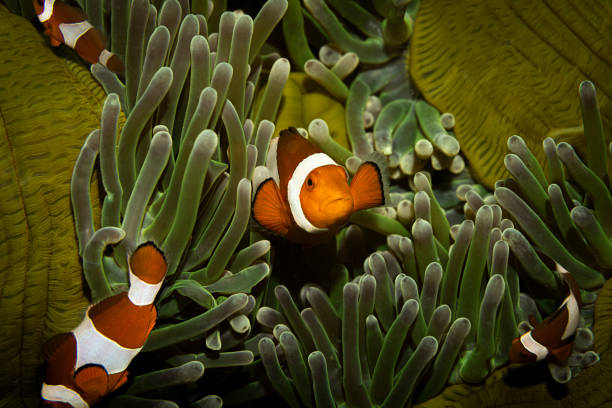 istock Anemone fish, Sipadan Island, Malaysia 2186960112