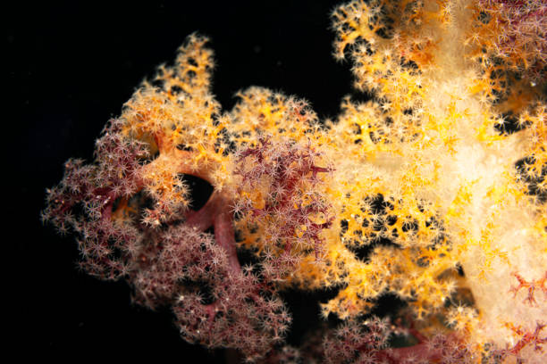 Sipadan Island, Malaysia, is renowned for its vibrant and diverse marine life, including beautiful soft corals that add to the island's underwater allure. These delicate, colorful corals create a stunning underwater landscape, swaying gently with the currents. Soft corals in shades of pink, purple, and orange thrive in the nutrient-rich waters surrounding Sipadan, supporting a thriving ecosystem of fish, invertebrates, and other marine species.\n\nThe island’s rich biodiversity makes it a top destination for divers, with soft corals often found in the shallower reefs alongside hard corals, creating a mesmerizing contrast. Sipadan’s marine environment is carefully protected through conservation efforts, ensuring the preservation of these delicate ecosystems.\n\nDiving in Sipadan provides the opportunity to explore vibrant coral gardens teeming with life. The soft corals, combined with the island’s clear waters and dramatic underwater topography, make Sipadan a truly unforgettable destination for marine enthusiasts.